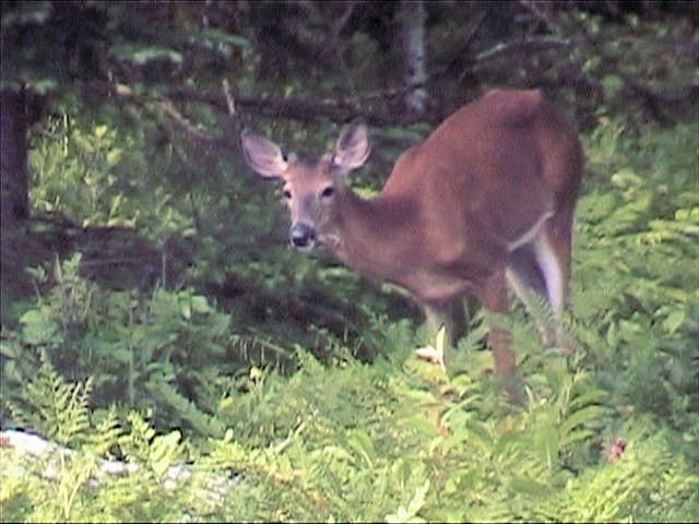 Picture of deer outside house.